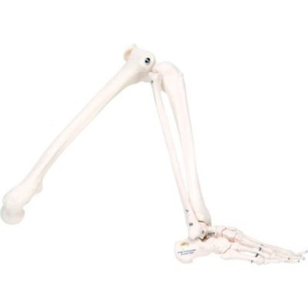 FABRICATION ENTERPRISES 3B® Anatomical Model - Loose Bones, Leg Skeleton, Left 12-4586L